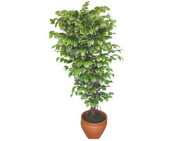 Ficus zel Starlight 1,75 cm   Kayseri gvenli kaliteli hzl iek 
