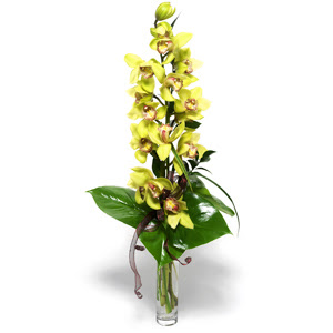  Kayseri iek siparii sitesi  cam vazo ierisinde tek dal canli orkide