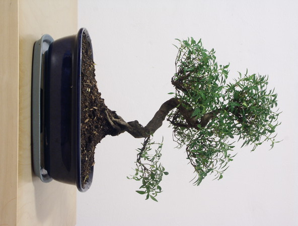 ithal bonsai saksi iegi  Kayseri iek maazas , ieki adresleri 