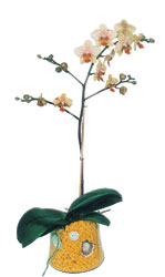  Kayseri kaliteli taze ve ucuz iekler  Phalaenopsis Orkide ithal kalite