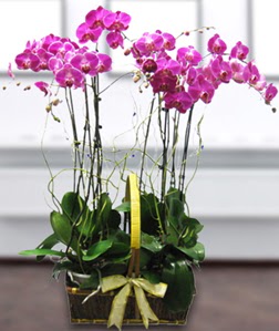 4 dall mor orkide  Kayseri iek , ieki , iekilik 