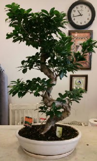 100 cm yksekliinde dev bonsai japon aac  Kayseri iek siparii sitesi 