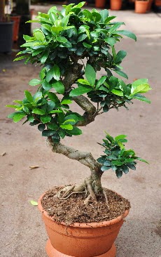 Orta boy bonsai saks bitkisi  Kayseri iek servisi , ieki adresleri 