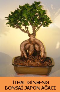 thal japon aac ginseng bonsai sat  Kayseri iek siparii sitesi 