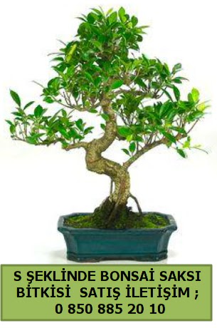thal S eklinde dal erilii bonsai sat  Kayseri internetten iek siparii 