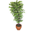 Ficus zel Starlight 1,75 cm   Kayseri gvenli kaliteli hzl iek 