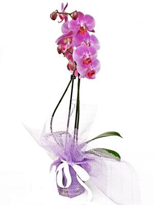  Kayseri nternetten iek siparii  Kaliteli ithal saksida orkide