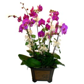  Kayseri gvenli kaliteli hzl iek  4 adet orkide iegi