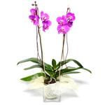  Kayseri online iek gnderme sipari  Cam yada mika vazo ierisinde  1 kk orkide