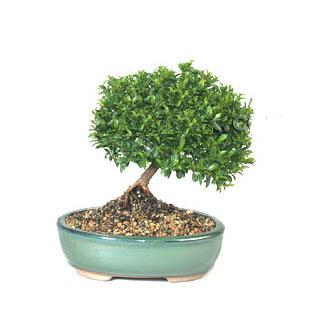 ithal bonsai saksi iegi  Kayseri yurtii ve yurtd iek siparii 