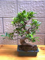 ithal bonsai saksi iegi  Kayseri iek gnderme sitemiz gvenlidir 