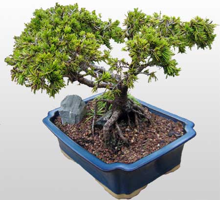 ithal bonsai saksi iegi  Kayseri 14 ubat sevgililer gn iek 