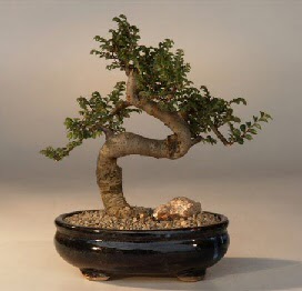 ithal bonsai saksi iegi  Kayseri iek yolla , iek gnder , ieki  