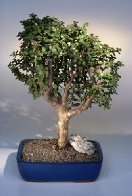  Kayseri internetten iek siparii  ithal bonsai saksi iegi  Kayseri iek online iek siparii 