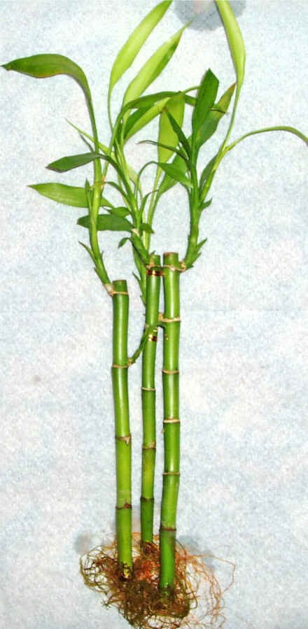 Lucky Bamboo 3 adet vazo hediye edilir   Kayseri gvenli kaliteli hzl iek 