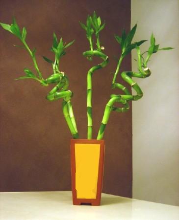 Lucky Bamboo 5 adet vazo ierisinde  Kayseri hediye sevgilime hediye iek 