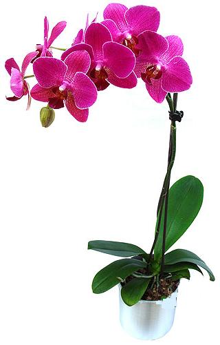  Kayseri 14 ubat sevgililer gn iek  saksi orkide iegi