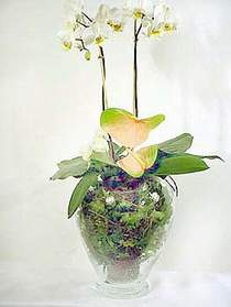  Kayseri online iek gnderme sipari  Cam yada mika vazoda zel orkideler