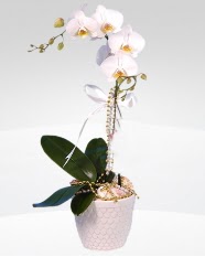 1 dall orkide saks iei  Kayseri hediye iek yolla 