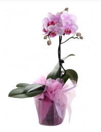 1 dal pembe orkide saks iei  Kayseri iek sat 