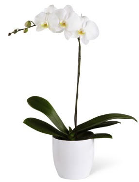 1 dall beyaz orkide  Kayseri iek yolla , iek gnder , ieki  