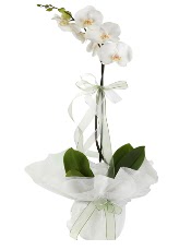 1 dal beyaz orkide iei  Kayseri iek maazas , ieki adresleri 