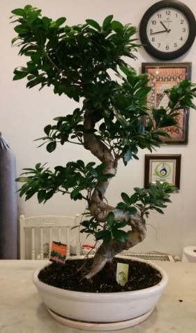 100 cm yksekliinde dev bonsai japon aac  Kayseri iek siparii sitesi 