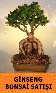 Ginseng bonsai sat japon aac  Kayseri gvenli kaliteli hzl iek 