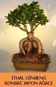 thal japon aac ginseng bonsai sat  Kayseri iek siparii sitesi 