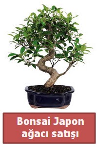 Japon aac bonsai sat  Kayseri anneler gn iek yolla 