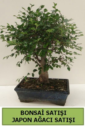 Minyatr bonsai japon aac sat  Kayseri internetten iek sat 