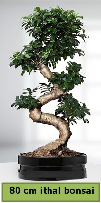 80 cm zel saksda bonsai bitkisi  Kayseri iek siparii vermek 