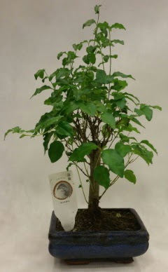 Minyatr bonsai japon aac sat  Kayseri iek siparii vermek 