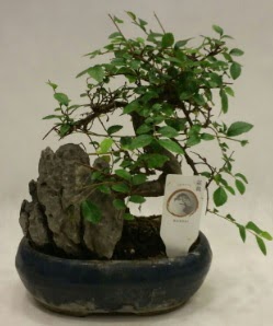 thal 1.ci kalite bonsai japon aac  Kayseri online iek gnderme sipari 