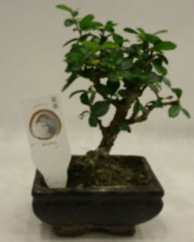 Kk minyatr bonsai japon aac  Kayseri internetten iek siparii 