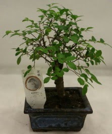 Minyatr ithal japon aac bonsai bitkisi  Kayseri online iek gnderme sipari 