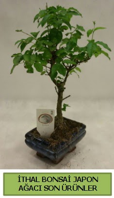 thal bonsai japon aac bitkisi  Kayseri iek gnderme sitemiz gvenlidir 