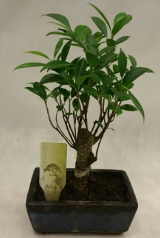 Japon aac bonsai bitkisi sat  Kayseri iek siparii vermek 