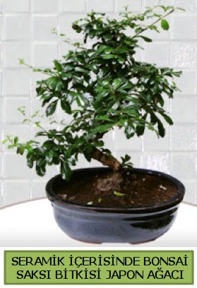 Seramik vazoda bonsai japon aac bitkisi  Kayseri anneler gn iek yolla 