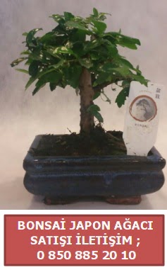 Japon aac minyar bonsai sat  Kayseri online iek gnderme sipari 