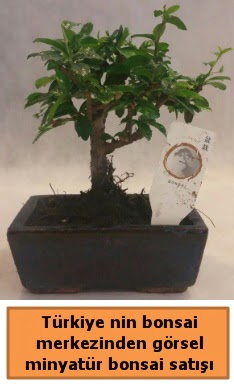 Japon aac bonsai sat ithal grsel  Kayseri iekiler 