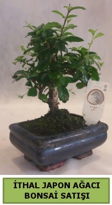 thal japon aac bonsai bitkisi sat  Kayseri iek siparii vermek 