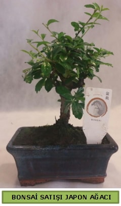 Minyatr bonsai aac sat  Kayseri internetten iek siparii 