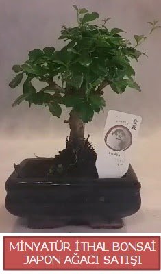 Kk grsel bonsai japon aac bitkisi  Kayseri cicek , cicekci 