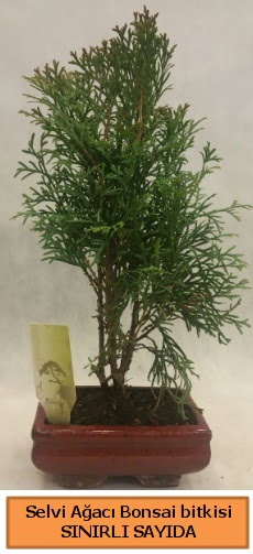 Selvi aac bonsai japon aac bitkisi  Kayseri online iek gnderme sipari 
