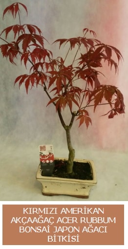 Amerikan akaaa Acer Rubrum bonsai  Kayseri online ieki , iek siparii 