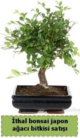 thal bonsai saks iei Japon aac sat  Kayseri iek siparii sitesi 