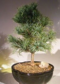 am aac bonsai bitkisi sat  Kayseri cicekciler , cicek siparisi 