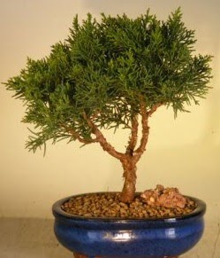 Servi am bonsai japon aac bitkisi  Kayseri iekiler 