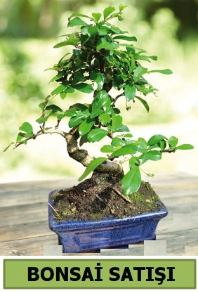 am bonsai japon aac sat  Kayseri online iek gnderme sipari 